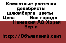 Комнатные растения, декабристы (шлюмберга) цветы › Цена ­ 300 - Все города  »    . Ненецкий АО,Хорей-Вер п.